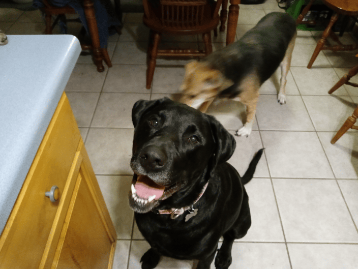 Maggie (Sneakers in the background)