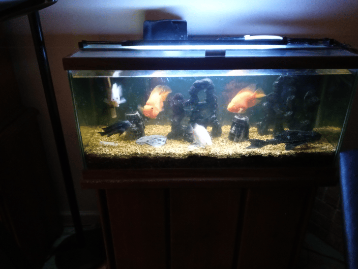Frantz Fish 2