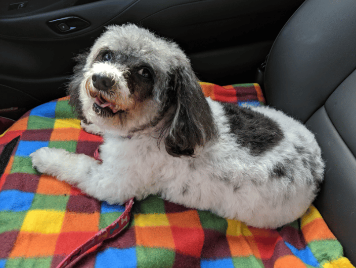 My Co-pilot, Sandy