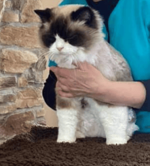 Cat client receiving massage