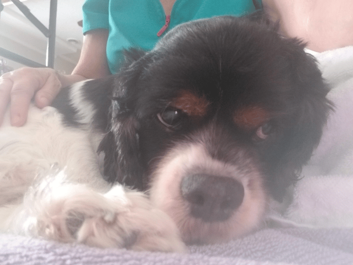 Gray Faces Acres rescue dog receiving therapeutic massage