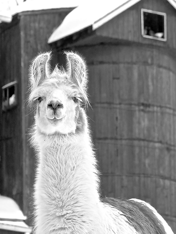 Lalyla, the Skeptical Llama