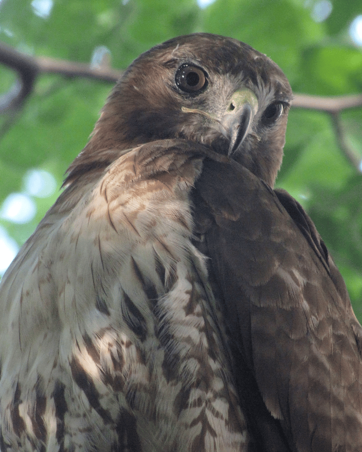 Adolescent Hawk in Washington Square Park