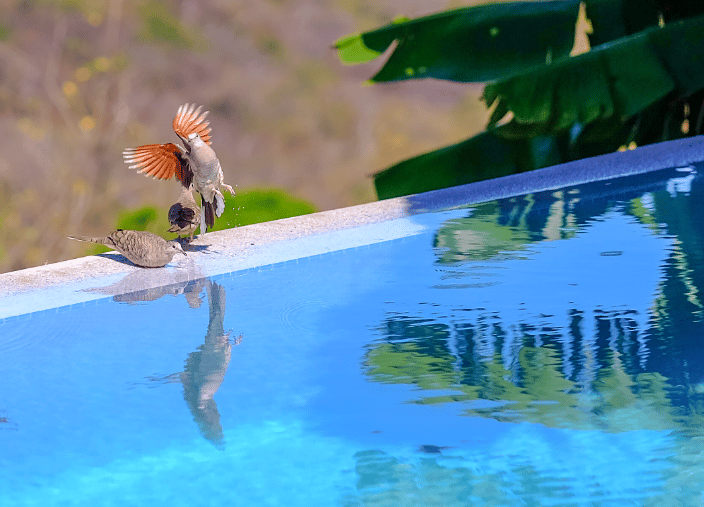 Mourning Doves in Nicaragua