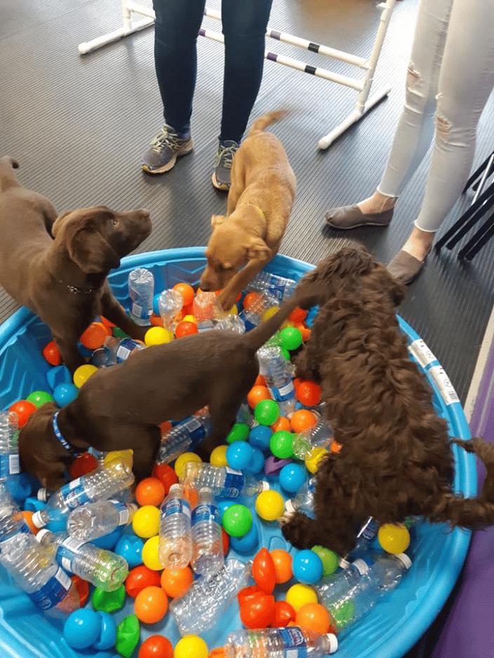 Puppy Kindergarten class 