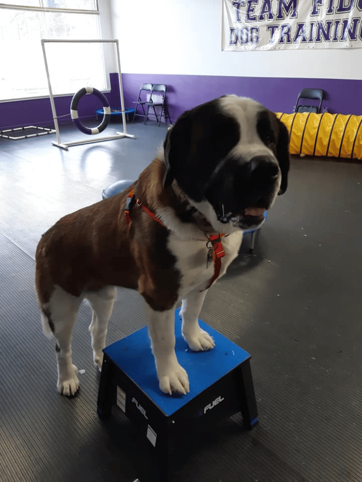 Dogs of all sizes are welcome!