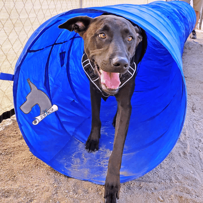 Dog coming out of a tunnel
