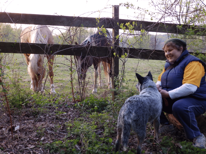 I am socializing my dog with horses