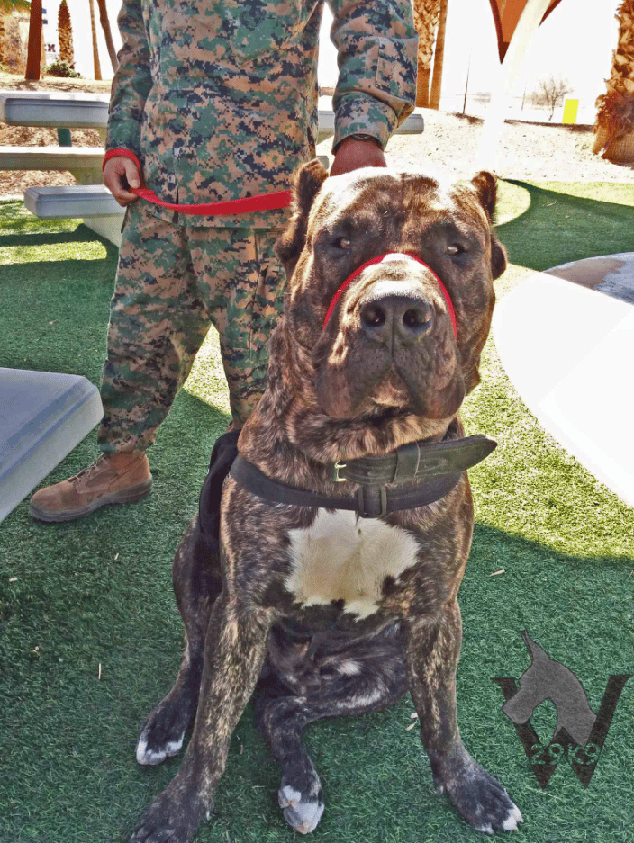 PTSD Service Dog