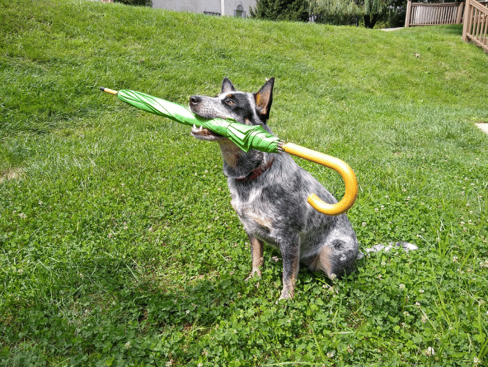 My dog learns retrieving and holding objests