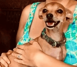 Chico the Chihuahua!