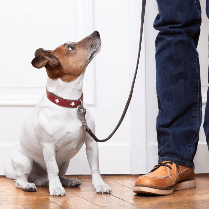 Dog training at home through Zoom