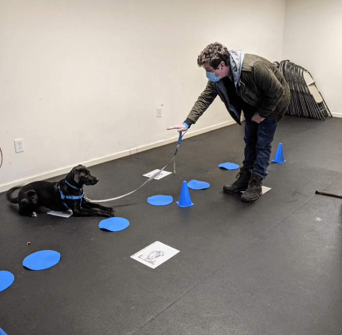 Down-Stay practice with Luna. 