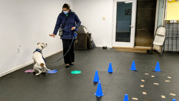 Sit-Stay practice with Rollo. 