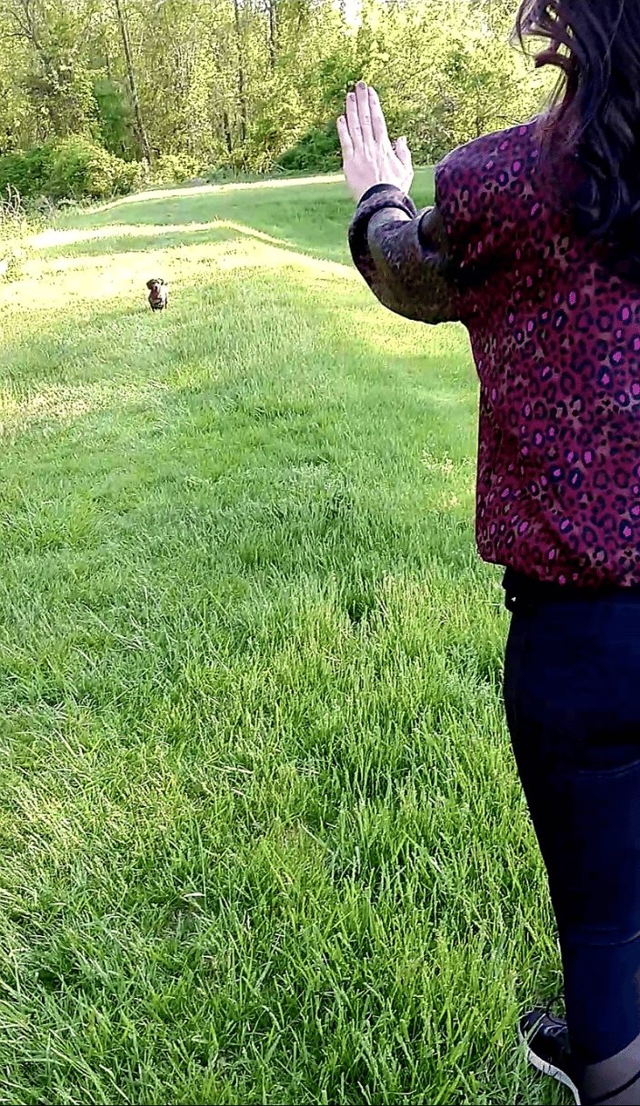 Training with Simon off-leash. 
