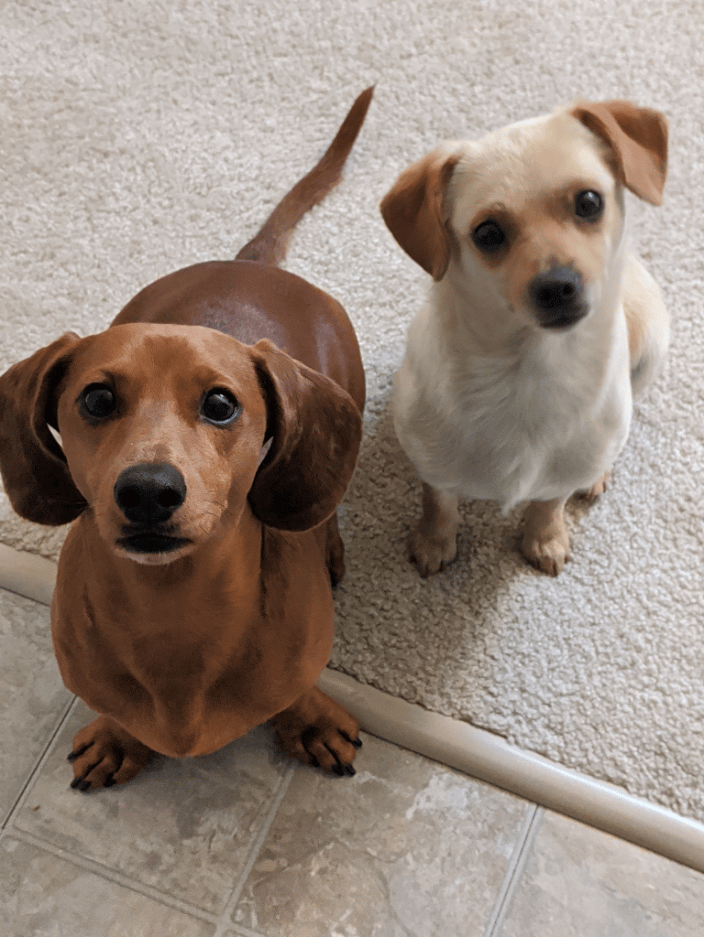 Simon and a former foster pup, Dr. Pepper. 
