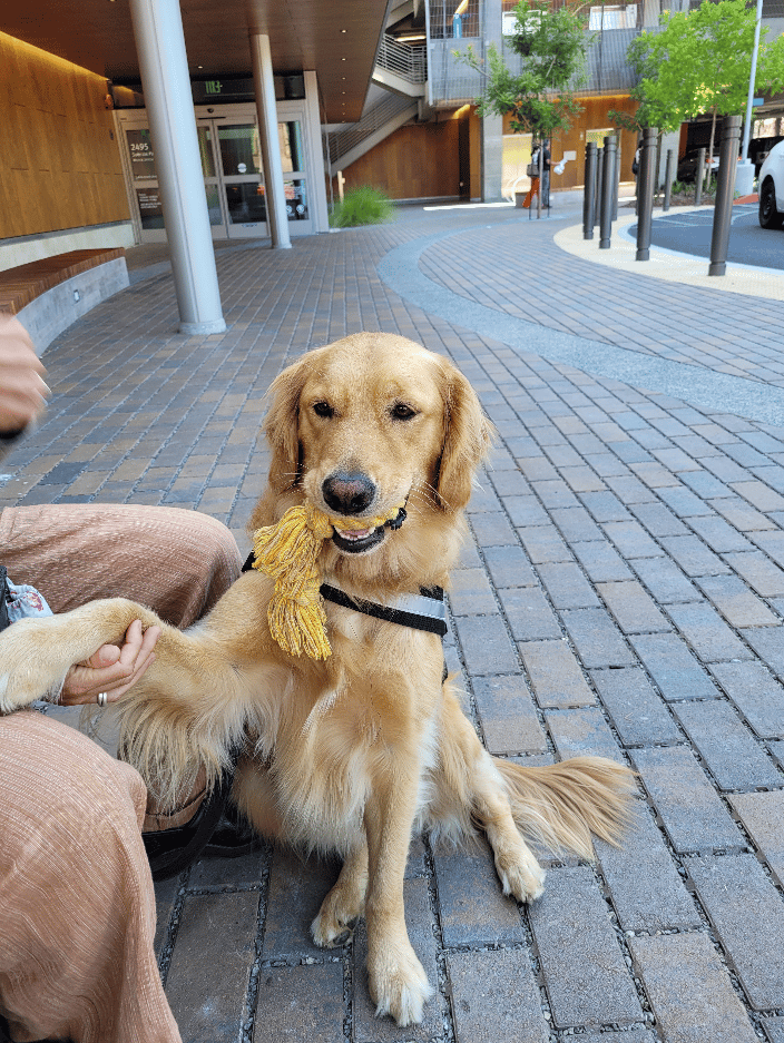 MJ training to be a therapy dog at the hospital.