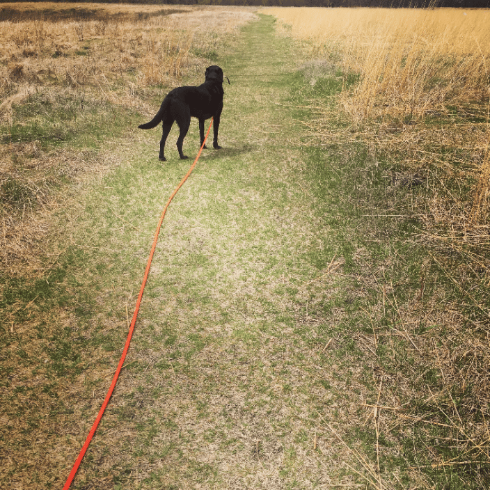 A black dog on an orange long line