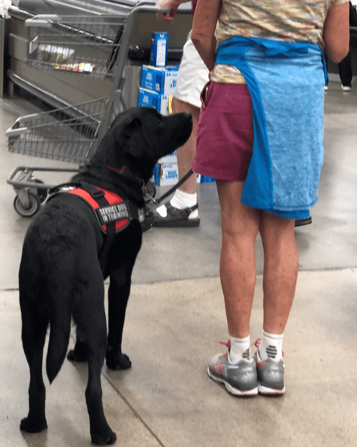 Working with Chili, a service dog in training 