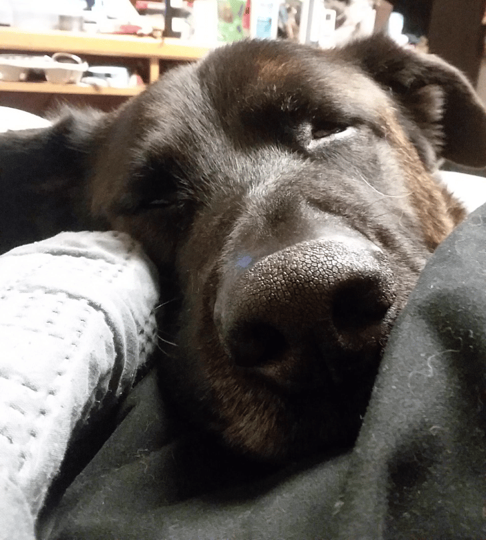 Knarly, our eldest dog.