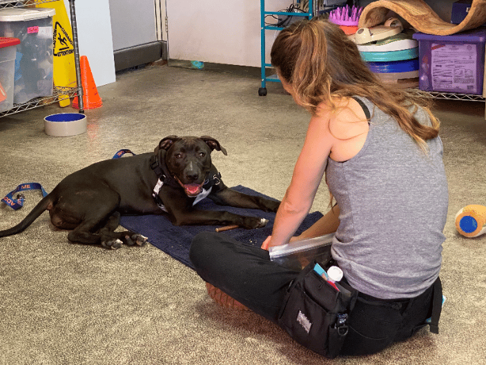 Working on a stationing behavior with a shelter pup named Plum. 