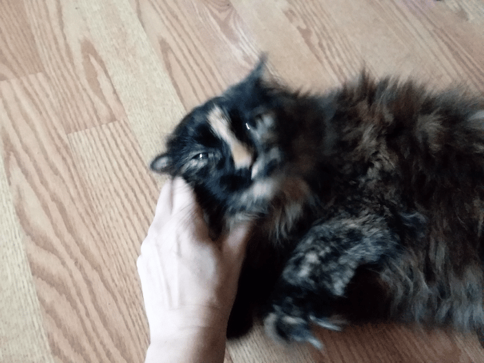 My spoiled tortie princess TieDye