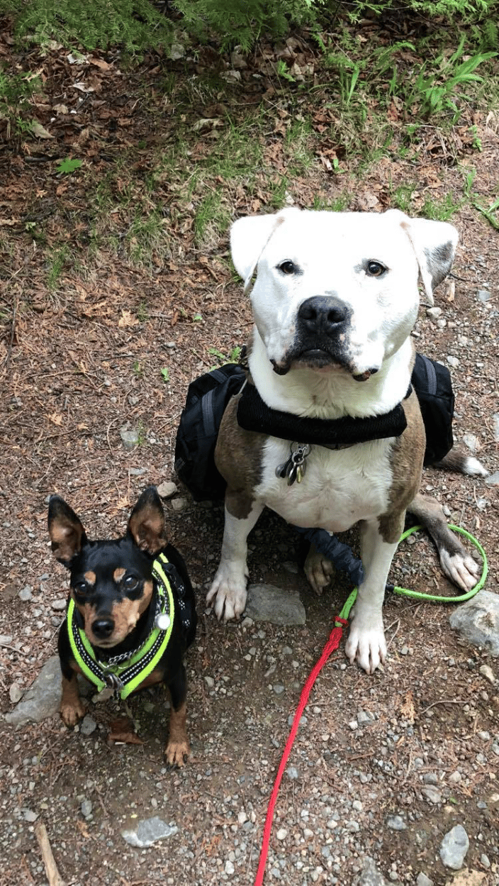 Arrow and Boomer