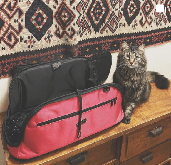 Travel much? Make sure your cat feels good about his vehicle before you go!