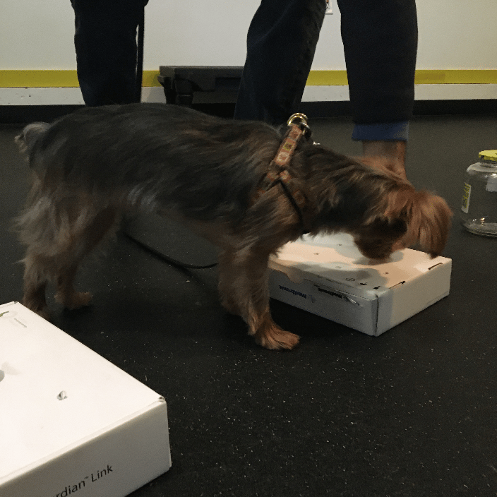 Intro to nose work group class