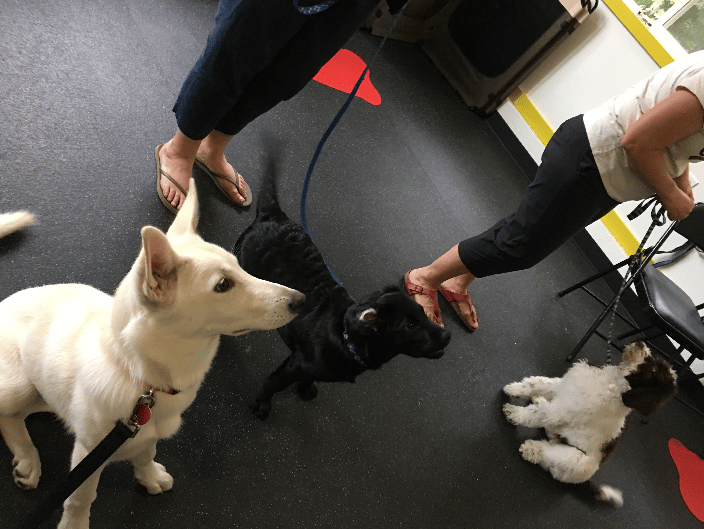 Puppy Beginner group class