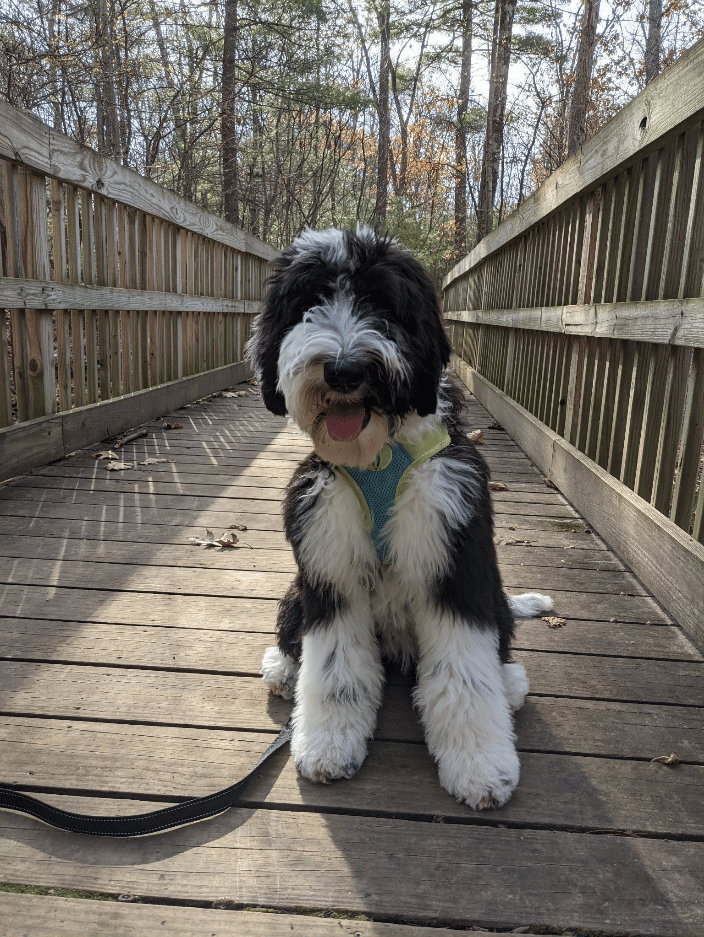 Kennie the Cockapoo