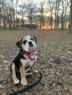 Lola the BoxerBeagle
