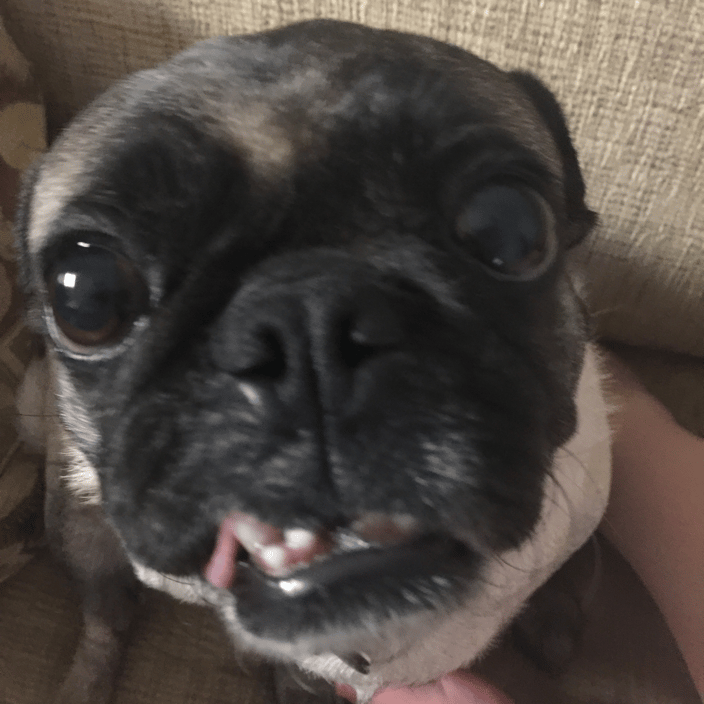 My dog piglet