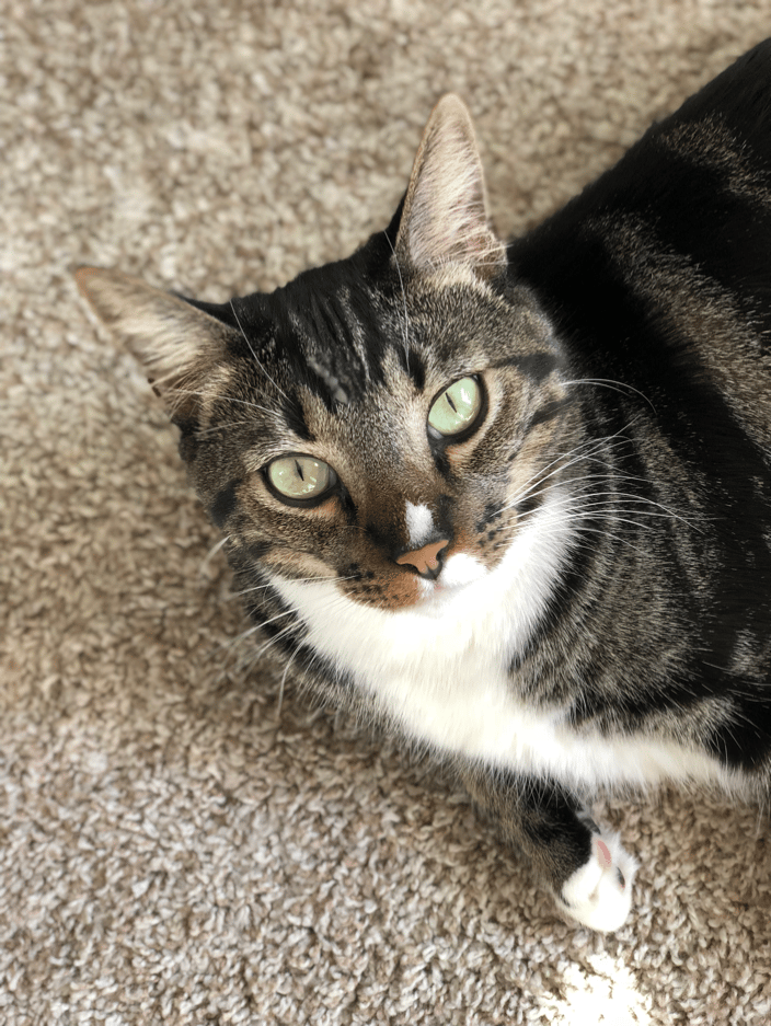 My cat Mr. Whiskers