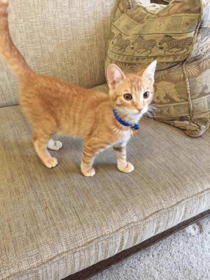 My cat Gus Gus