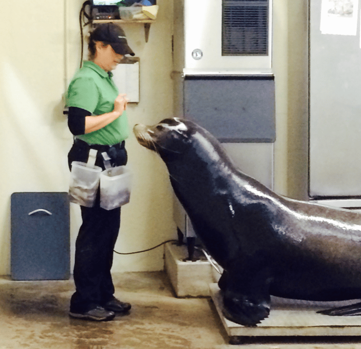 Working with a male CA sea lion.