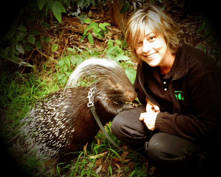 One of my favorite species to work with, Ruva is an Indian Crested Porcupine.