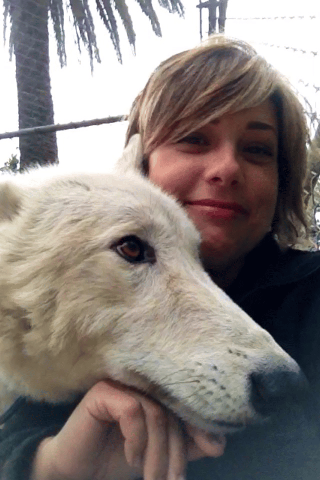 Hanging out with Koda the wolf after a walk around the zoo.