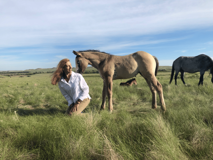 Working with Nokota Wild Mustangs