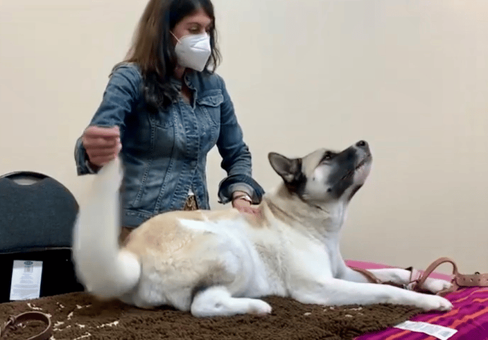Cha Cha the Akita receiving a massage