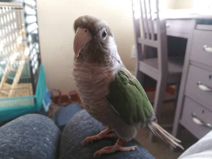 Fonzie -My Green Cheek Conure