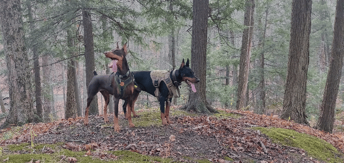 My dogs Chili and Logan