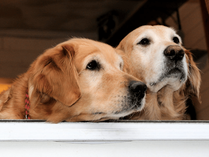 Two Golden Retrievers