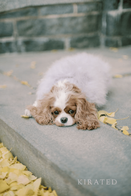 King Charles Cavalier Spaniel