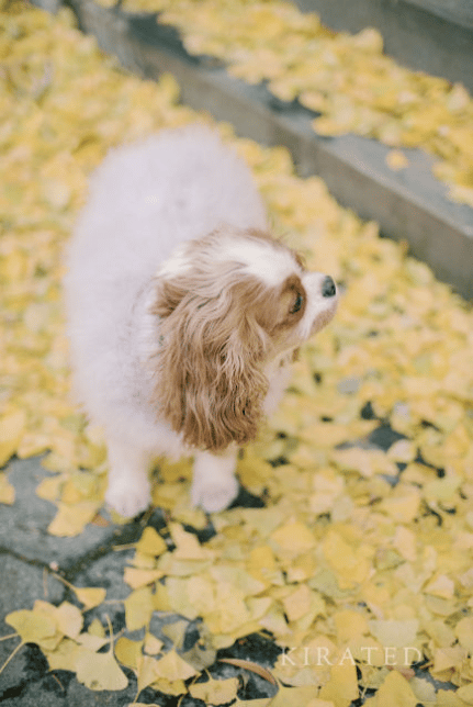 King Charles Cavalier Spaniel
