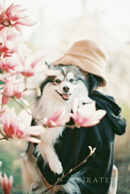 Pomsky
