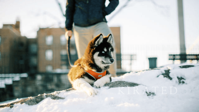 Husky