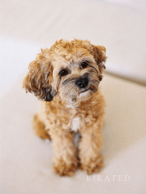 Cockapoo
