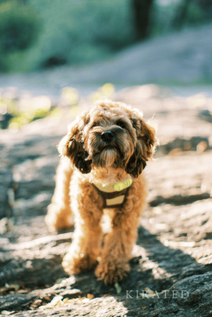 Cockapoo