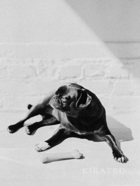 Pug